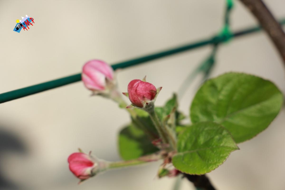 N2015-04_12_IMG_8353-Pommier Ariane_HG